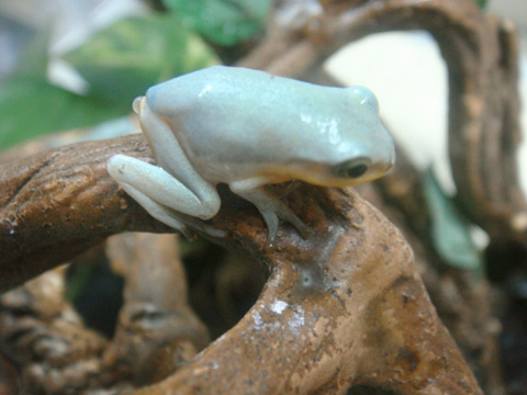 ベトナムオオアオガエル(4)