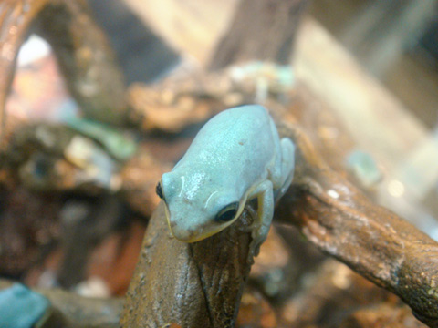 ベトナムオオアオガエル(5)