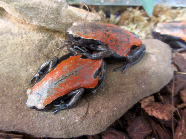 コガタナゾガエル(5)