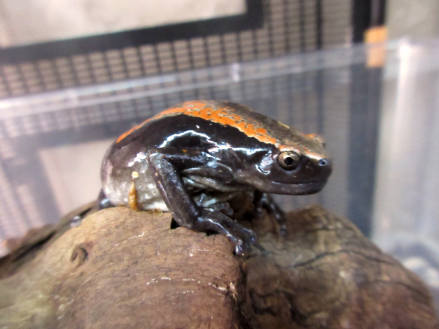 コガタナゾガエル(6)