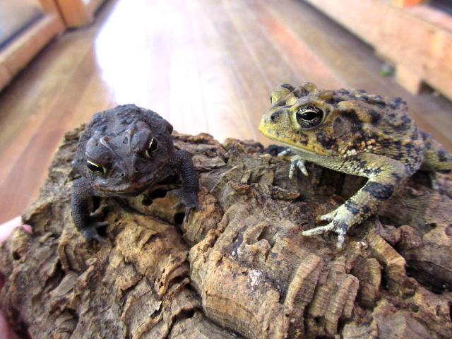 ナンブヒキガエル(10)