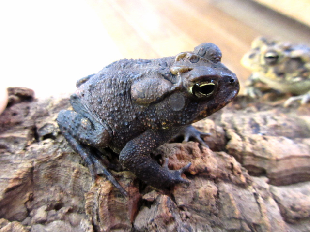 ナンブヒキガエル(11)