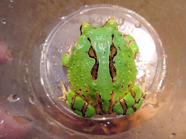 ファンタジーツノガエル(11)