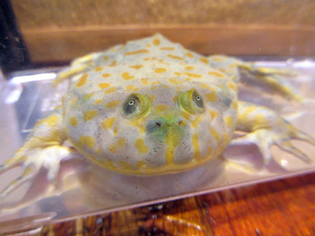バジェットガエル(6)