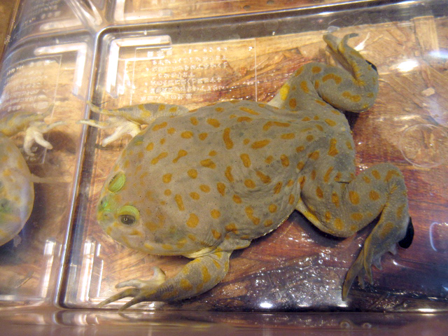 バジェットガエル(7)