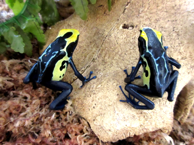 アイゾメヤドクガエル(5)