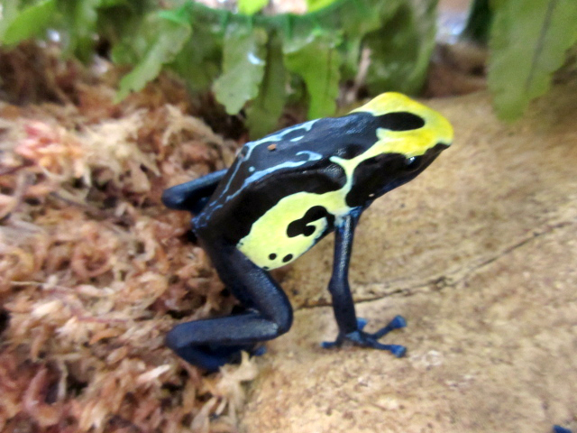 アイゾメヤドクガエル(6)