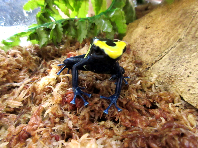 アイゾメヤドクガエル(8)