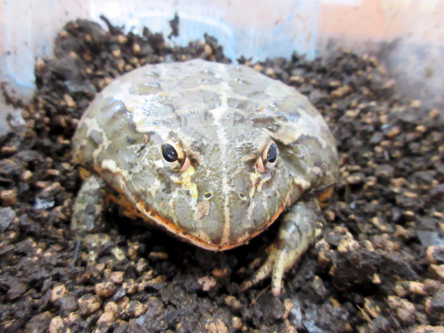 ドワーフアフリカウシガエル(2)