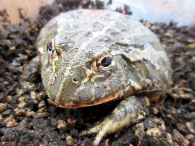 ドワーフアフリカウシガエル(3)
