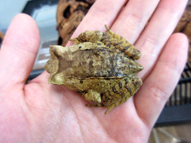 ヤマコノハガエル(2)