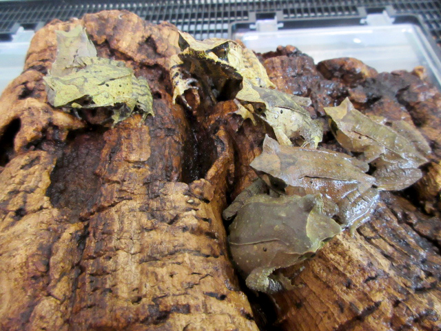 ヤマコノハガエル(4)