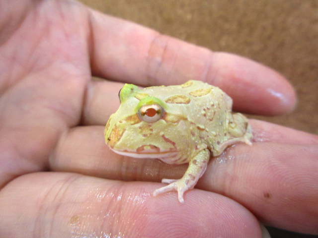 クランウェルツノガエル(6)
