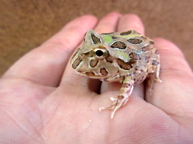 クランウェルツノガエル(7)