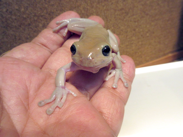 イエアメガエル(11)