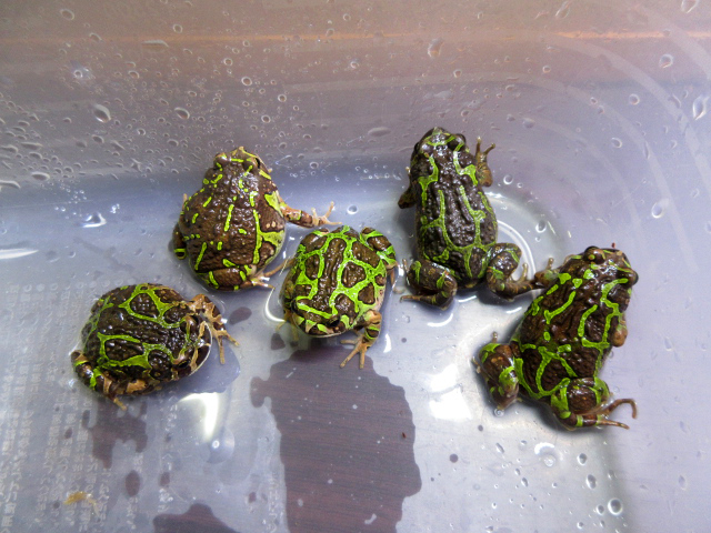 アミメスキアシヒメガエル(3)