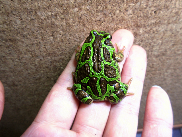 アミメスキアシヒメガエル(1)