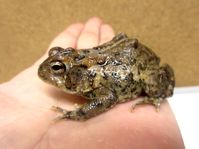 ナンブヒキガエル(4)