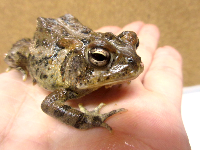 ナンブヒキガエル(5)