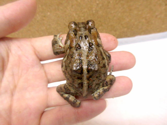 ナンブヒキガエル(6)