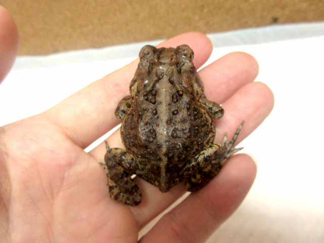 ナンブヒキガエル(3)