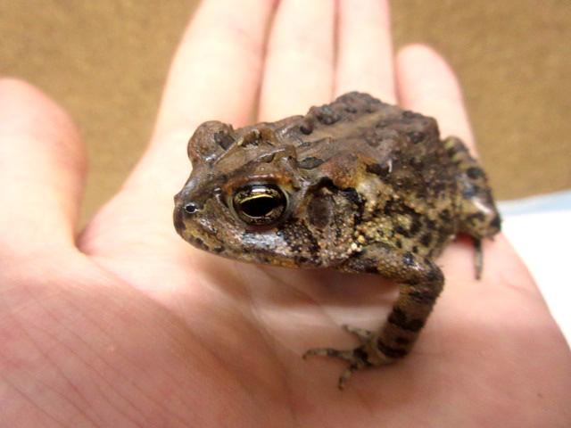 ナンブヒキガエル(2)
