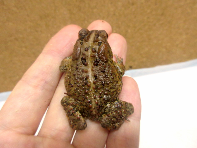 ナンブヒキガエル(9)