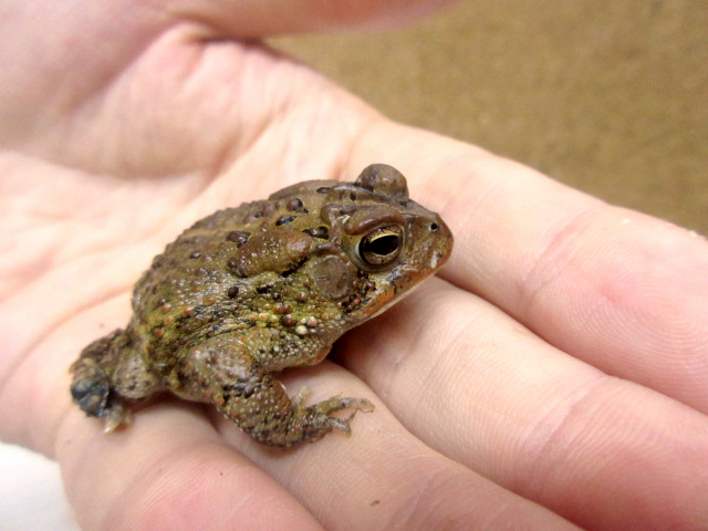 ナンブヒキガエル(7)
