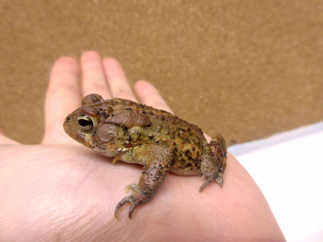 ナンブヒキガエル(8)