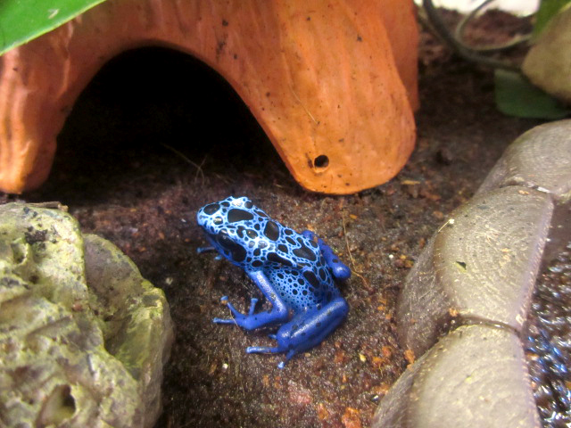 コバルトヤドクガエル