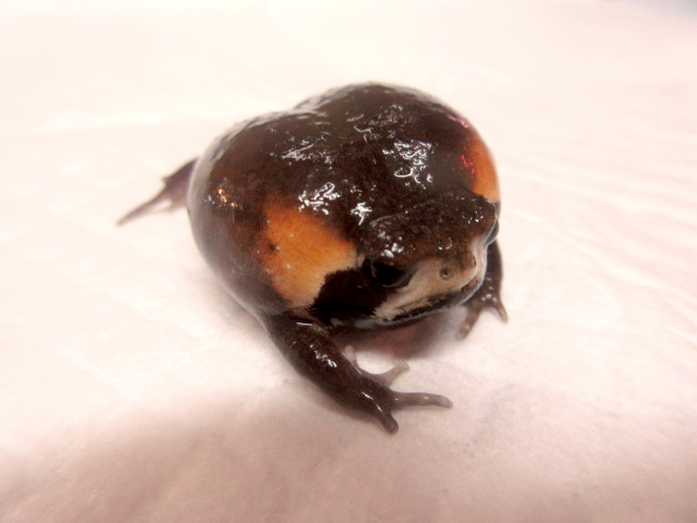 モザンビークフクラガエル