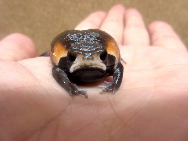 モザンビークフクラガエル(2)