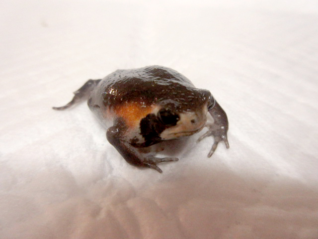 モザンビークフクラガエル(4)