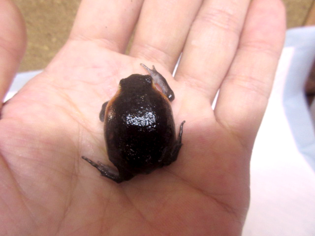 モザンビークフクラガエル(6)