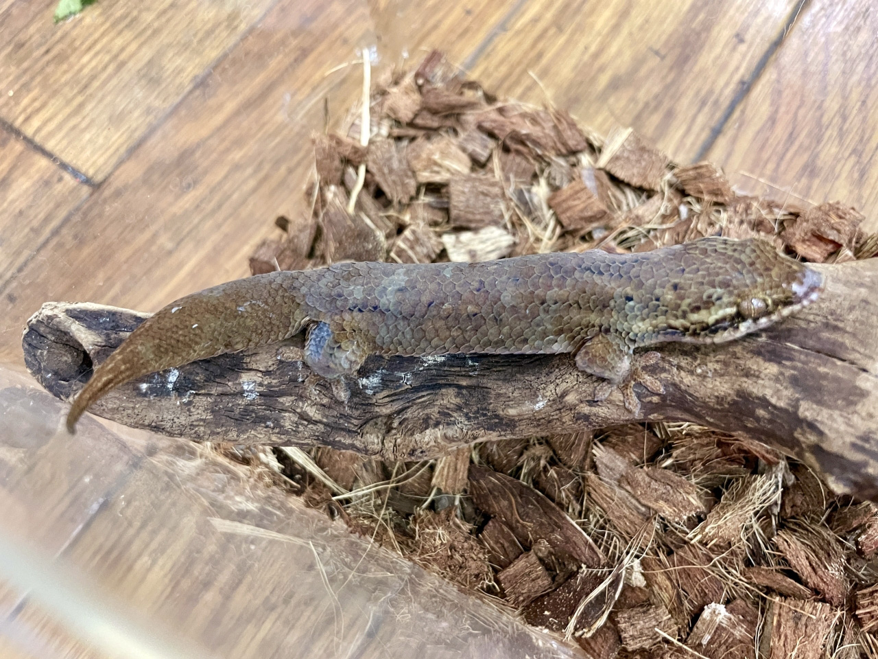 オオバクチヤモリ(3)