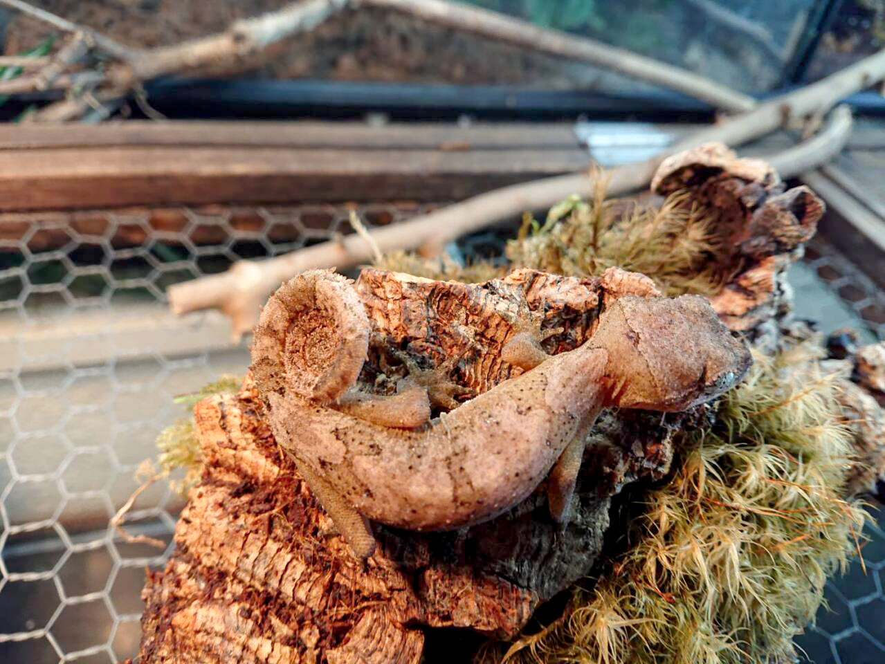 エロークホソユビヤモリ(5)