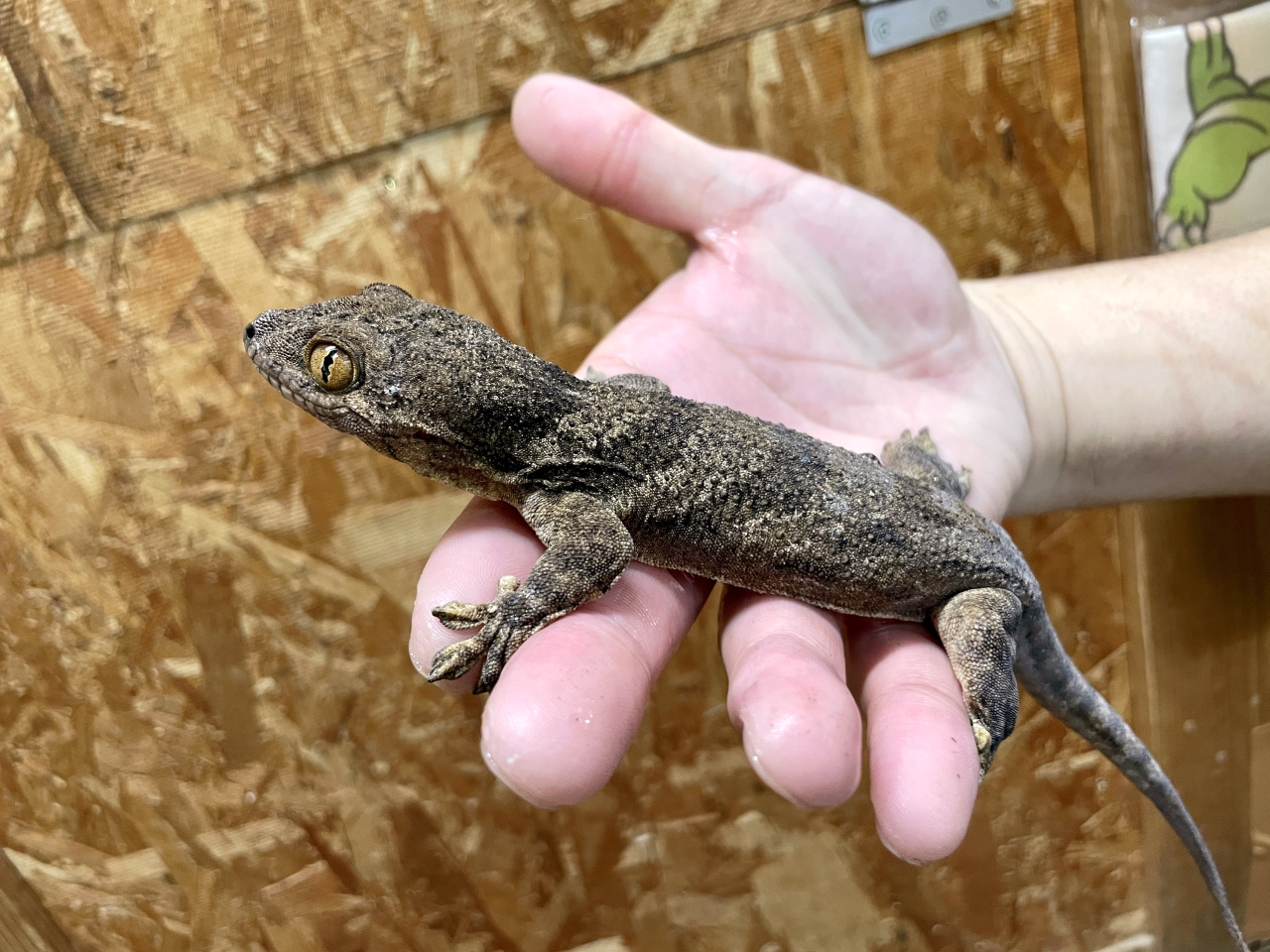 ボイヴィンネコツメヤモリ(1)