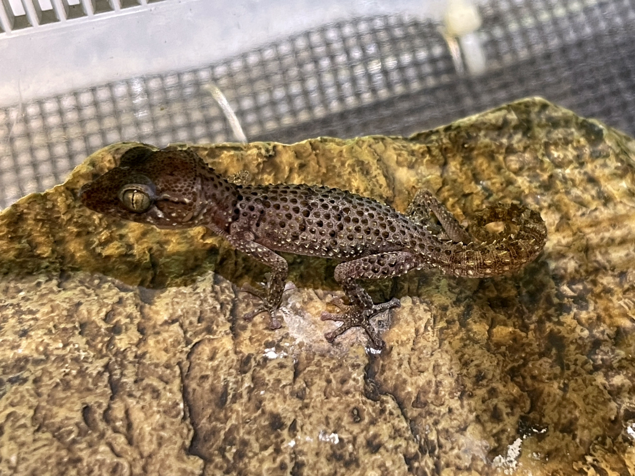 バスタールササクレヤモリ(2)