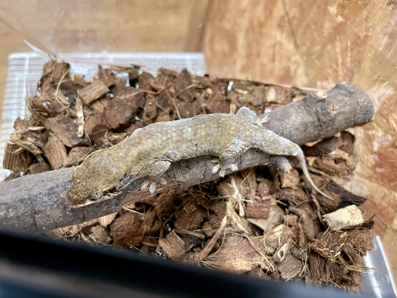 オオバクチヤモリ(9)