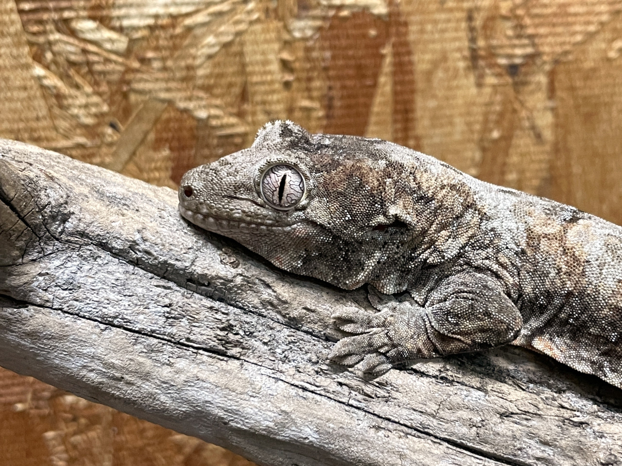 チャホアミカドヤモリ(7)