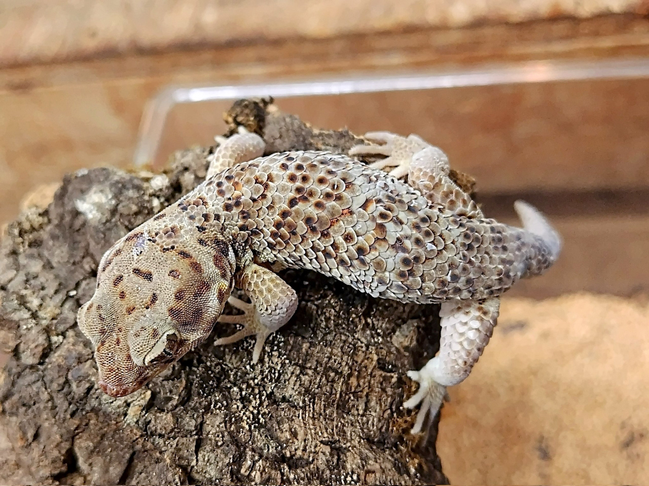 ロボロフスキースキンクヤモリ(2)