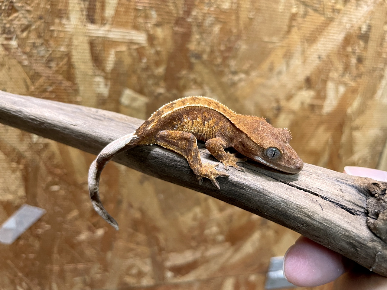 クレステッドゲッコー(3)