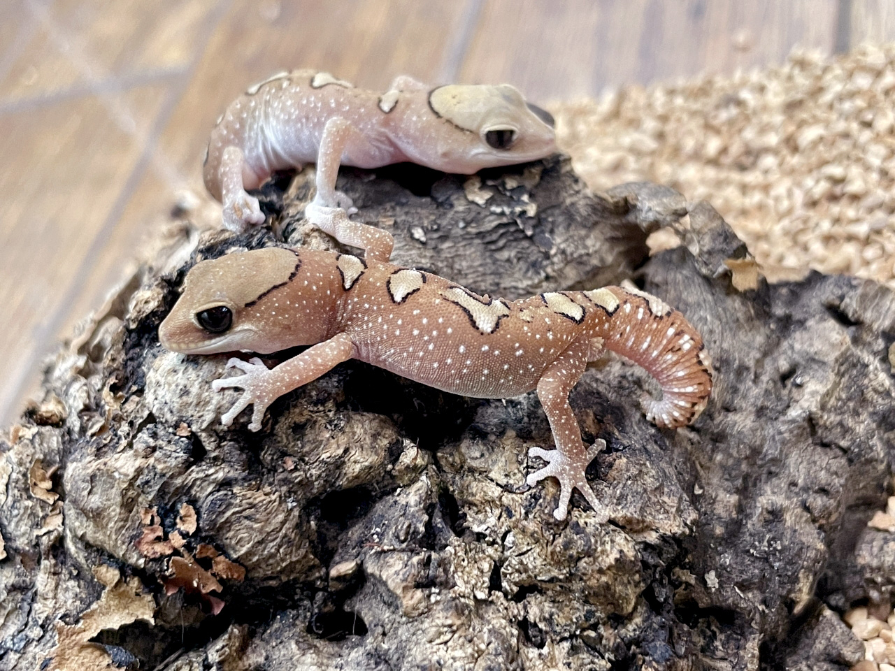 ガレアータスイシヤモリ(1)