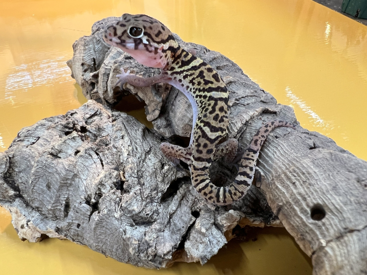 ボウシトカゲモドキ(8)