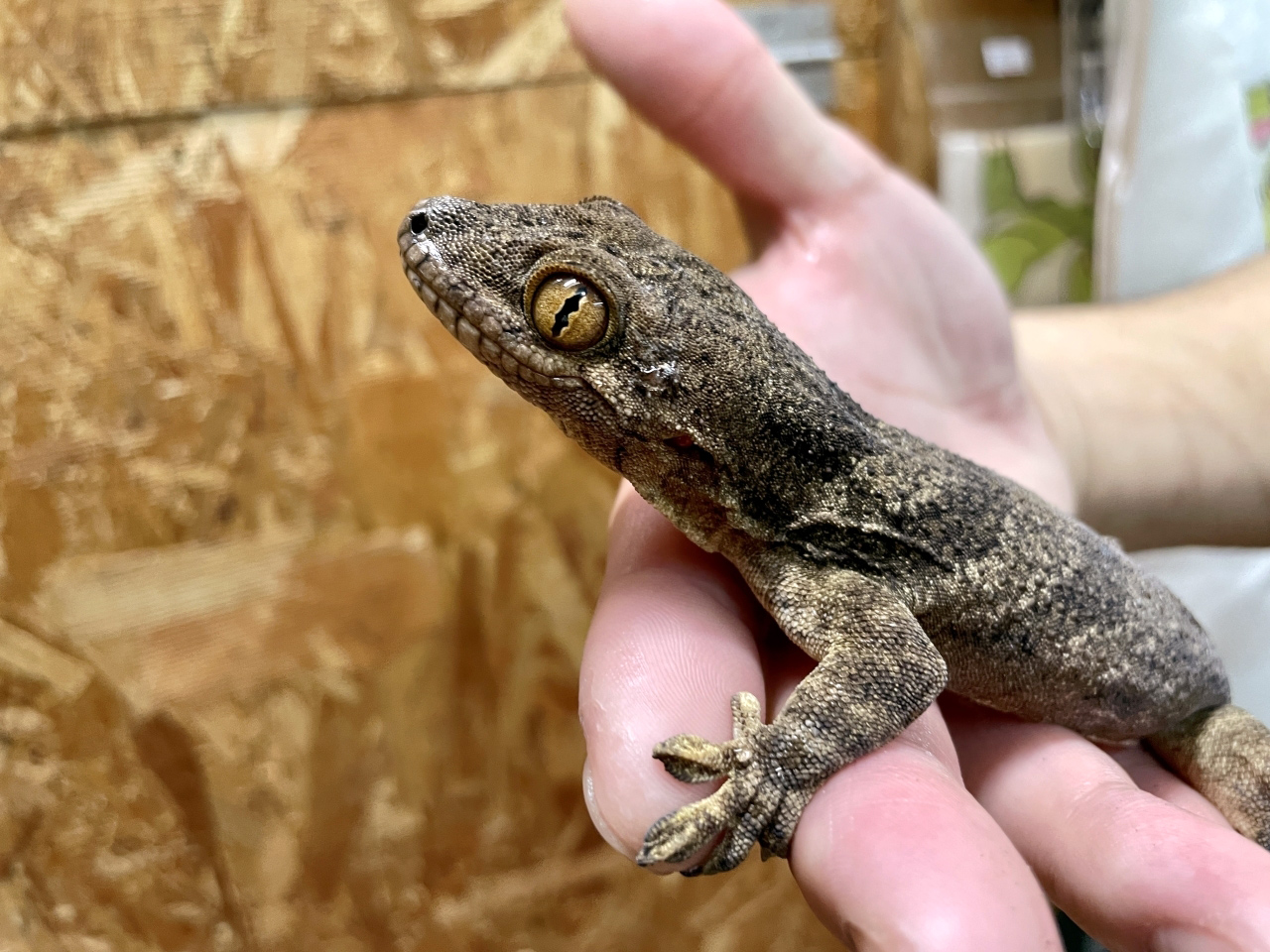 ボイヴィンネコツメヤモリ(2)