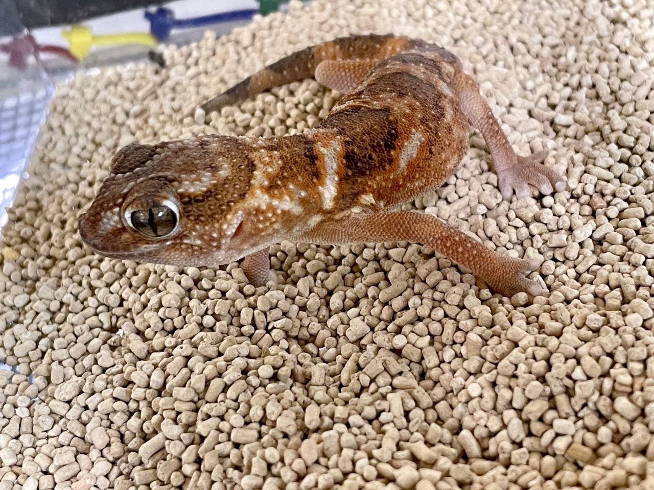 ナミブグローブヤモリ(4)