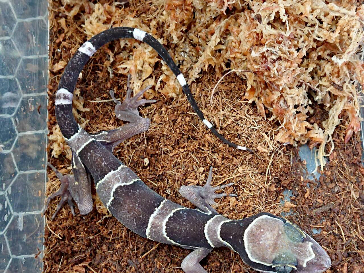 マレーホソユビヤモリ(8)