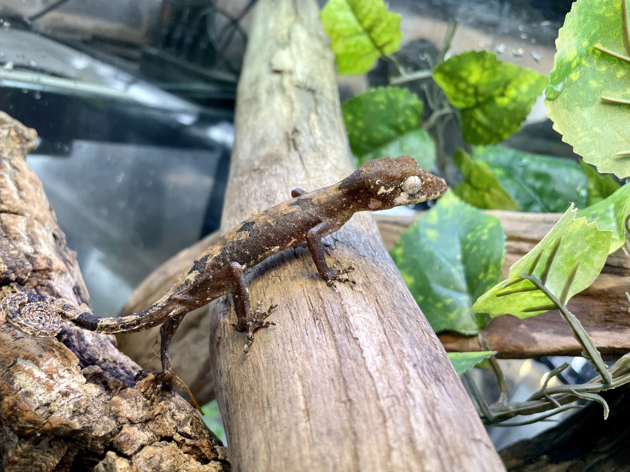 エロークホソユビヤモリ(10)