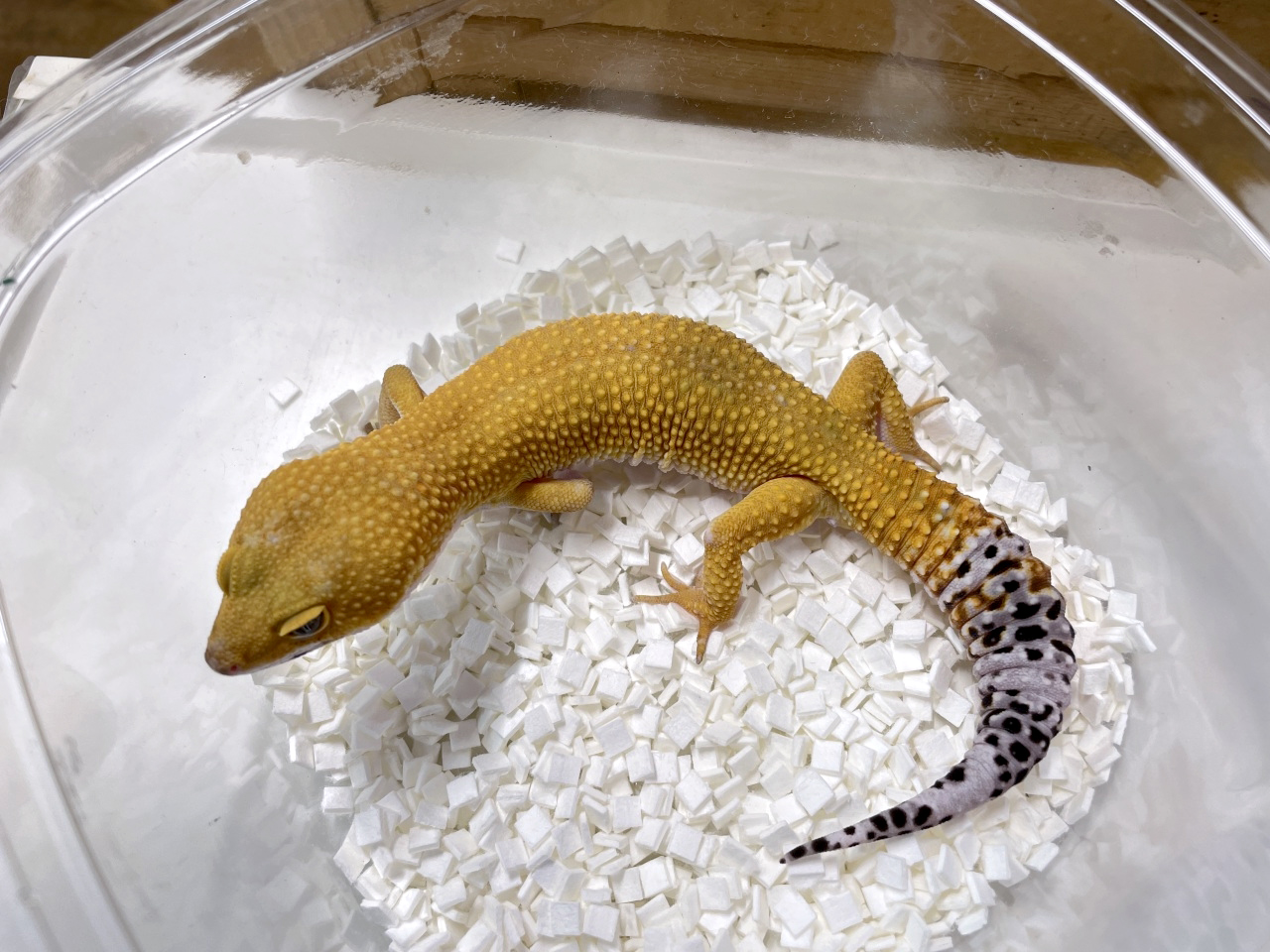 ヒョウモントカゲモドキ(7)