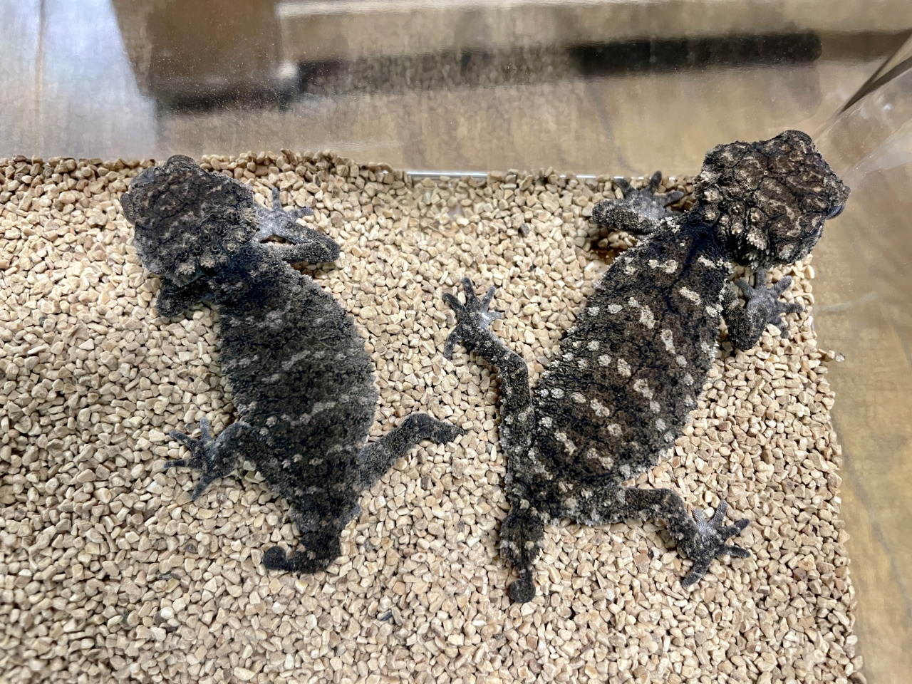 サメハダタマオヤモリ(2)